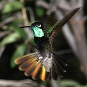 Magnificent Hummingbird